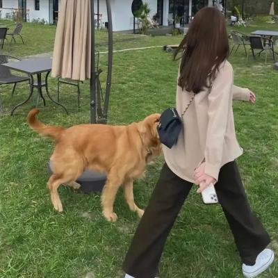 血鲨
